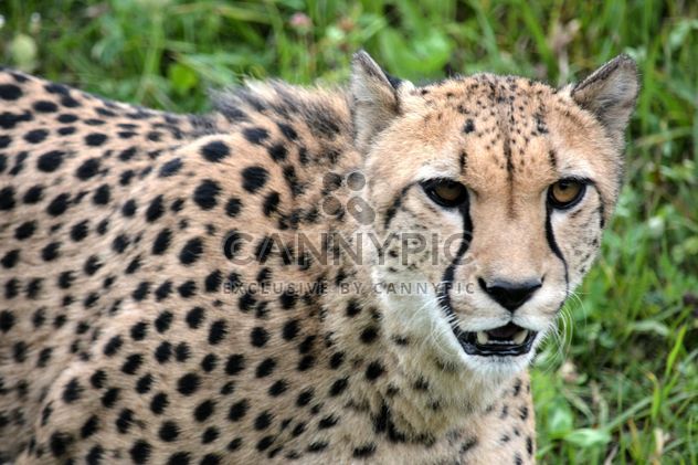 Cheetah on green grass - image #229499 gratis