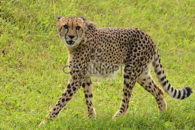 Cheetah on green grass - image #229529 gratis