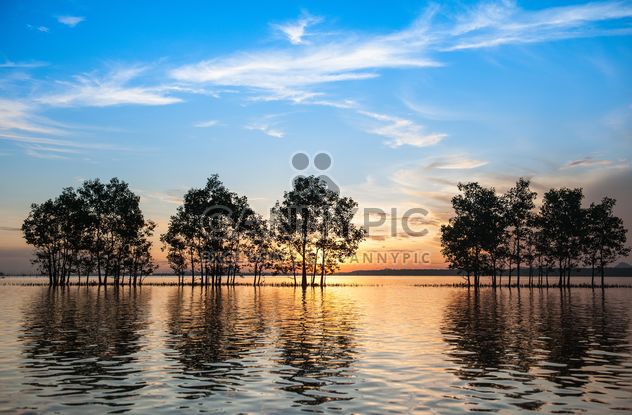 Trees growing from water - Free image #271829