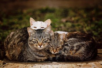 Three homeless cats - image gratuit #271959 