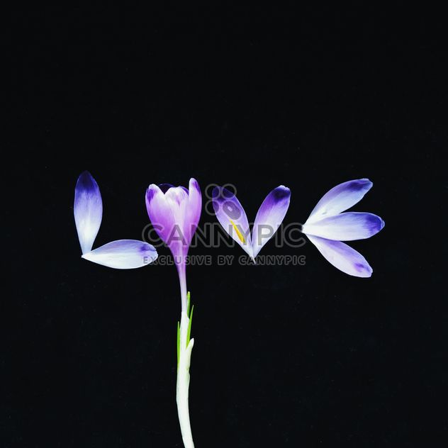 Word love of crocus petals on black background - image gratuit #272289 