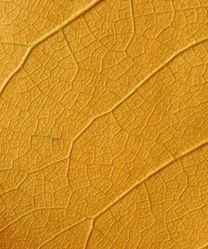 Yellow leaf backgroung - image #272609 gratis