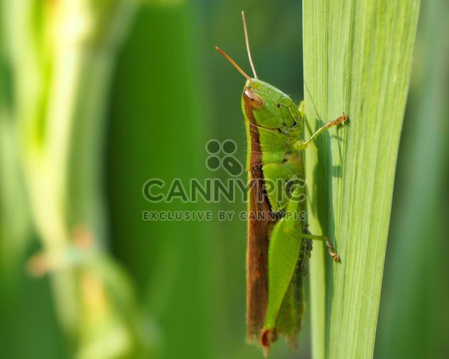 Grasshopper - image gratuit #272939 