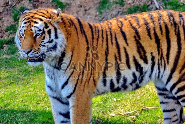 Tiger in Park - image gratuit #273639 