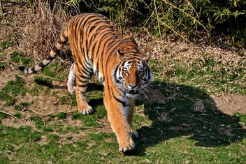 Tiger in Park - image #273649 gratis