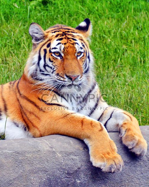 Tiger - Kostenloses image #273739