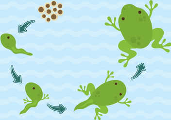 Vector Life Cycle Of Frogs - vector gratuit #274659 