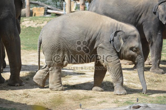 Elephant in the Zoo - image #274969 gratis