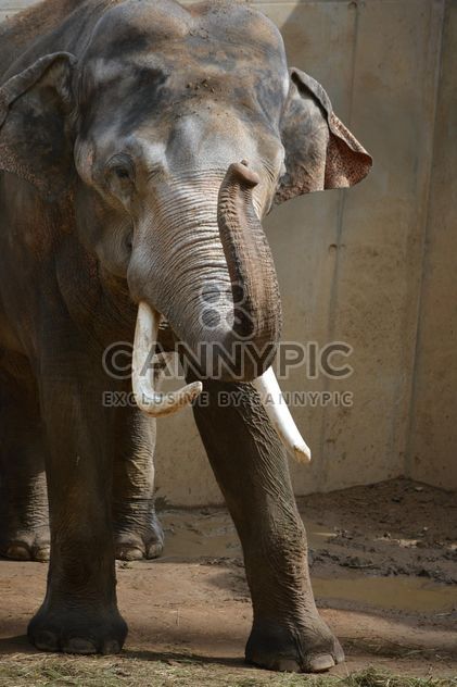 Elephant in the Zoo - image gratuit #274979 