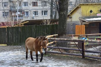 Wild horse in th Zoo - image gratuit #275029 
