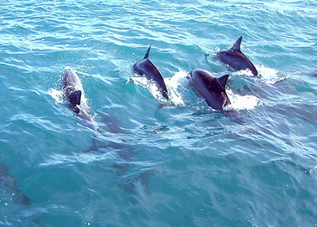 Dolphin Crest - Free image #275329