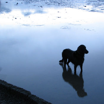 Even dogs get the blues - Free image #275839
