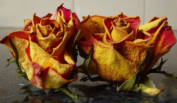 Roses - image #275899 gratis