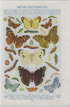 british butterflies - image #276399 gratis