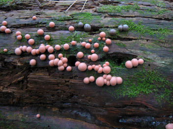 Pink and brown slime molds - Free image #277509