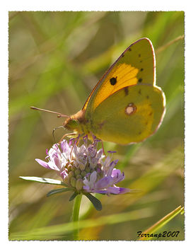 Papallona de l'alfals, Colias crocea - mariposa butterfly - image gratuit #277649 