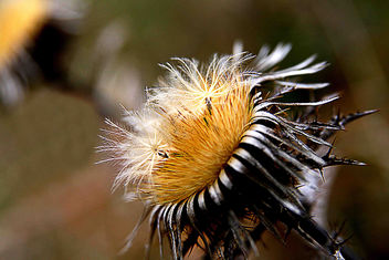 The surprising Facility of a Gold Thistle - image gratuit #277739 