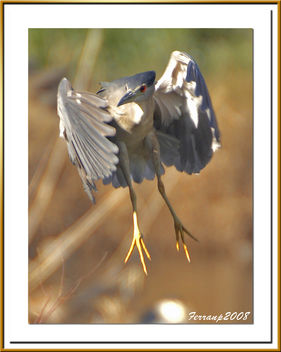 martinete, el salto 02 - martinet de nit, saltant - nigth heron jumping - nycticorax nycticorax - Kostenloses image #277919