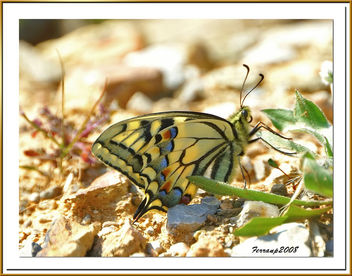 mariposa rey - Swallowtail - papilio machaon - image #278059 gratis