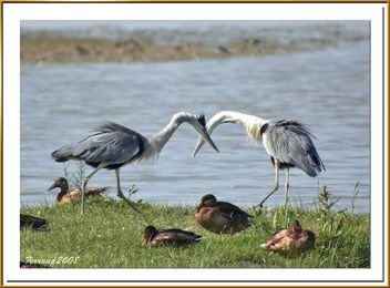 midiendo sus fuerzas 02- grey herons discovering which it is the but strong - image gratuit #278109 