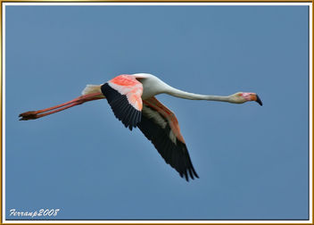flamencs volant 03 - flamencos en vuelo - greaters flamingos in fligth - phoenicoterus ruber_ - image #278269 gratis