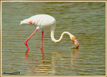 flamenc 01 - flamenco - greater flamingos- phoenicoterus ruber - image gratuit #278319 