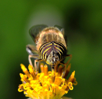 Beautiful eyes Tiger fly -2 - image gratuit #278339 