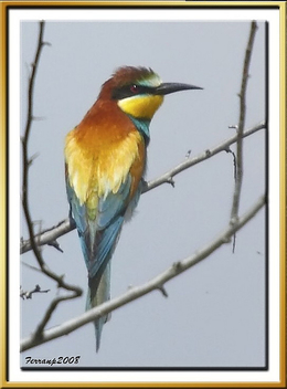 abellerol 02 - abejaruco - european bee-eater - merops apiaster - Kostenloses image #278469