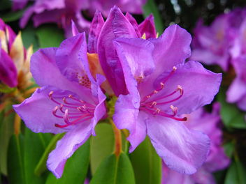 West Virginia State Flower Rhododendron - бесплатный image #278479