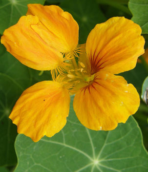Yellow Flower - Macro - image gratuit #278489 