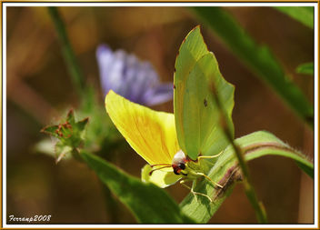Parc Natural del Garraf 08 - Mimetisme: Papallona, Gonepteryx cleopatra - image gratuit #278549 