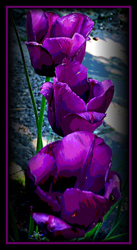 purple_tulips - Kostenloses image #278579