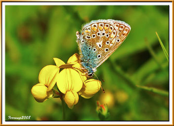 EL BUENO - THE GOOD (Mariposa - Butterfly - papallona) - Free image #278599