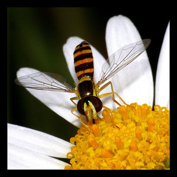 Hoverfly Sucking Nectar 02 - бесплатный image #278659
