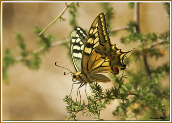 Papilio Machaon 01 - papallona, mariposa, butterfly - image #278779 gratis