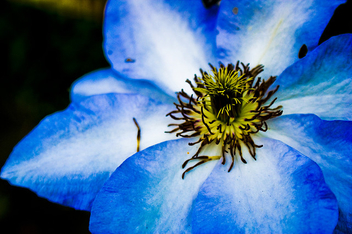Blue flower 2 - image #278929 gratis