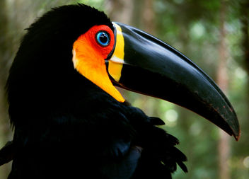 Domingo de volta a floresta (+ fotos do tucano de bico preto) - image gratuit #279149 
