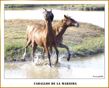 Caballos jugango 03 - Playing horses - image #279359 gratis
