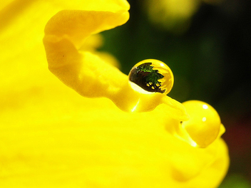 my garden in a droplet.. - Free image #279669