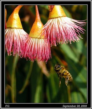 Car wash, Bee size - Kostenloses image #280469
