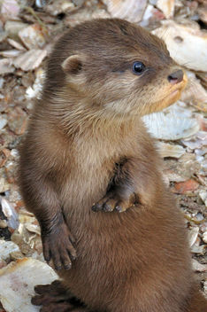 Otter pup cuteness - бесплатный image #280509