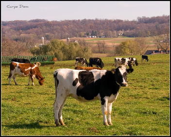 Cows, Lancaster County - image gratuit #280629 