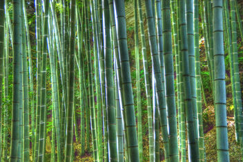 bamboo - image gratuit #280719 