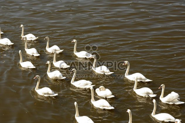 White Swans on the lake - бесплатный image #280999