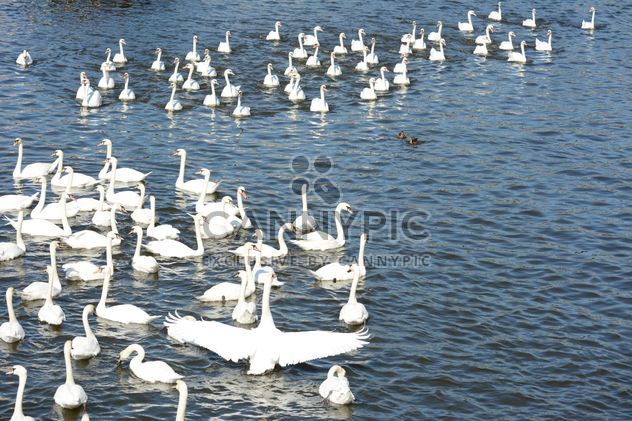 Swans on the lake - image #281029 gratis