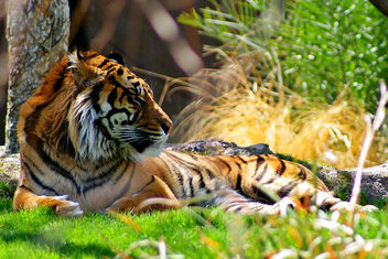 Sumatran Tiger (Panthera tigris sumatrae) - бесплатный image #281309