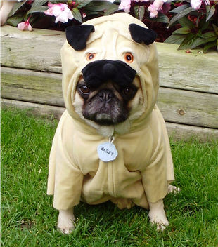 Pug In A Pug Costume 'Pugception' - image gratuit #281389 
