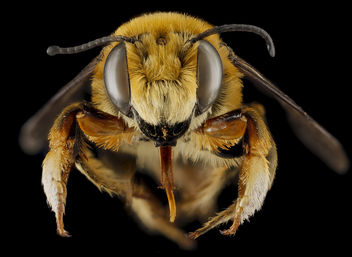 Megachile fortis, U, face, Jackson County, South Dakota_2013-01-29-17.33.29 ZS PMax - Free image #281669