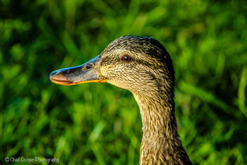 Daffy Duck - image gratuit #281869 