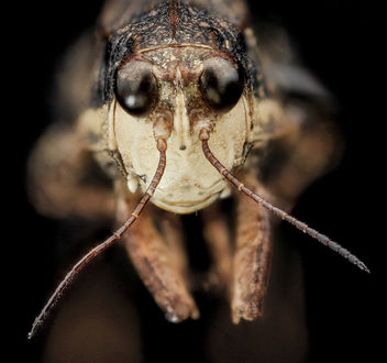 Pygmy Grasshopper, U, Face, Upper Marlboro_2013-08-02-15.25.52 ZS PMax - Free image #281919
